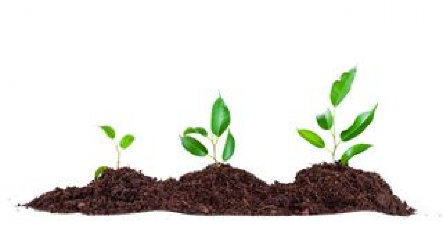 Bigstock-Three-plants-in-soil-Isolated-26041667